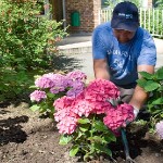 TAA, actu espaces verts, entretien et création massifs fleuris