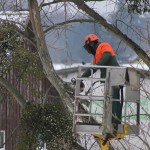 TaaServices_Offrez-à-vos-arbres-une-nouvelle-jeunesse